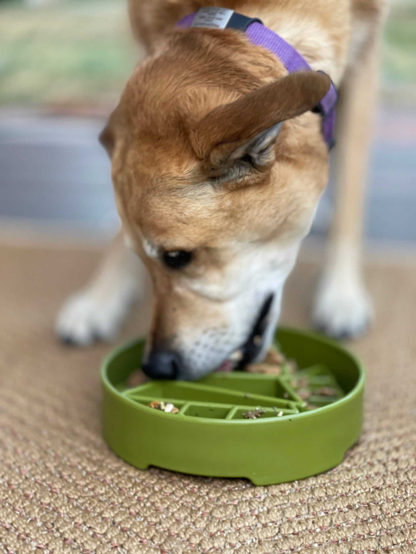 Pine Tree Design eBowl Enrichment Slow Feeder Bowl for Dogs