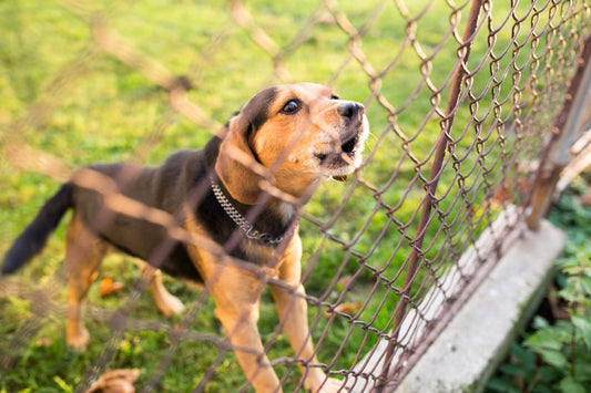 Cute guard dog behind fence, barking, checking you out