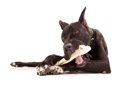 Great Dane dog chewing rawhide bone