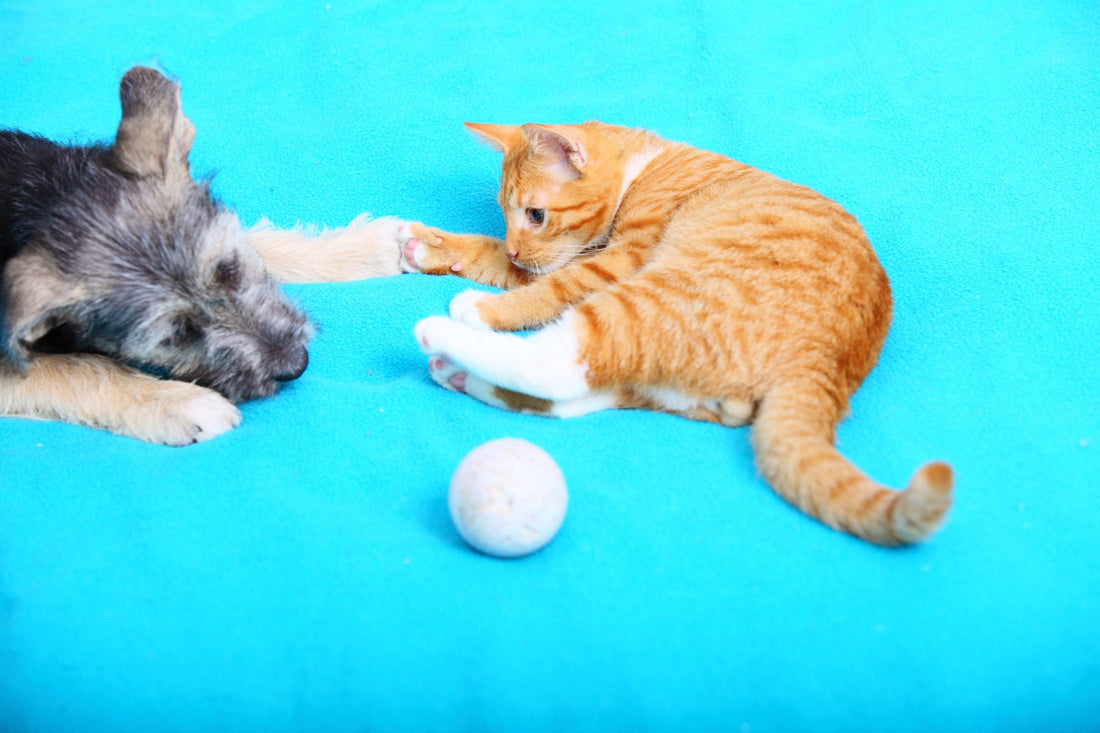 Dog and Cat blue background