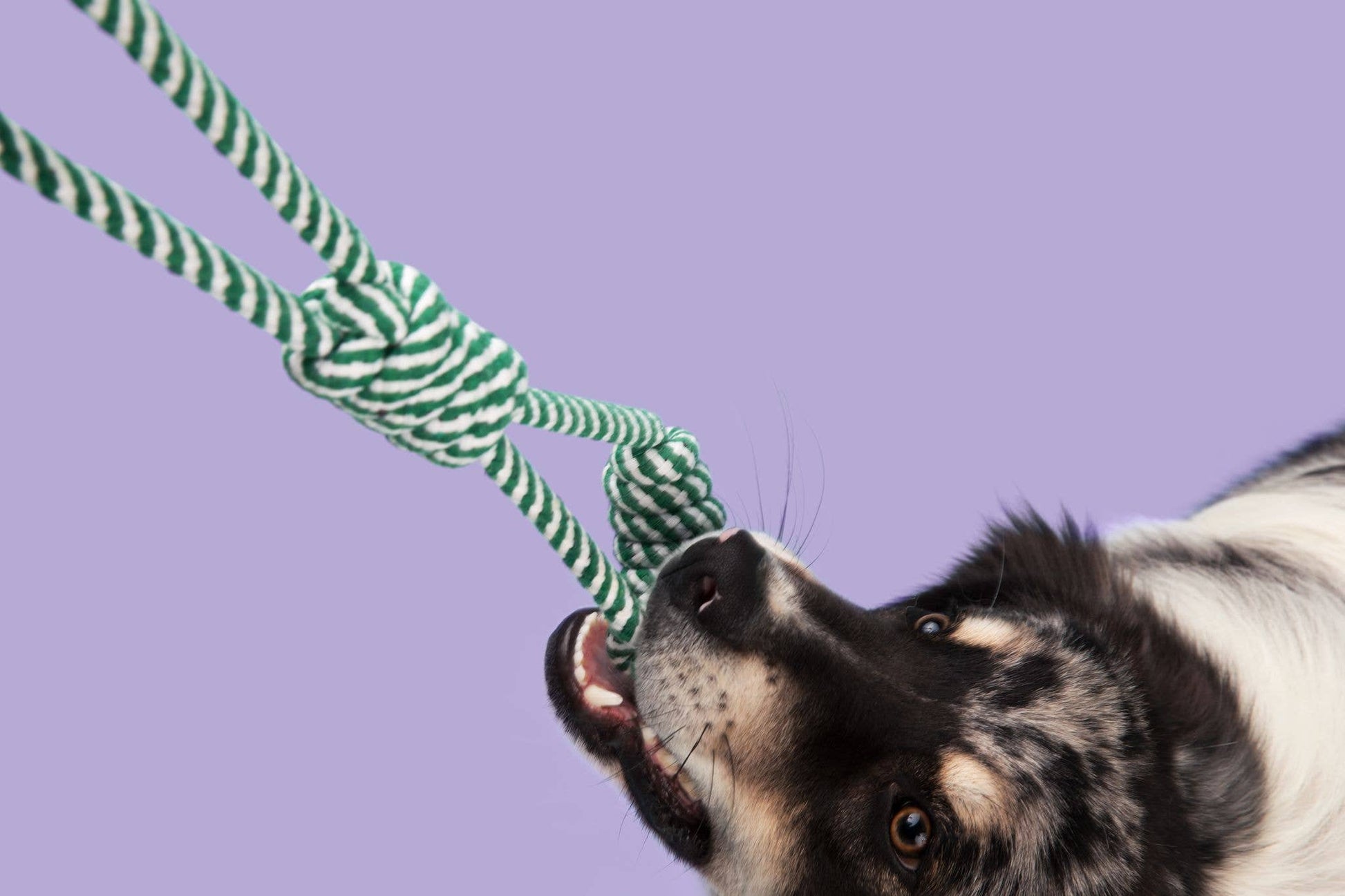 Dog Bite Tug Rope Toy Durable Pull Toy